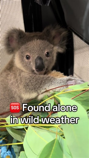 Tiny Koala Tortellini Rescued and Safe Now!