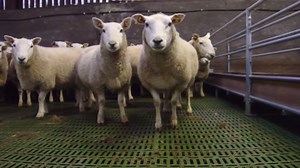 A Kerry farmer replaced timber slats in his sheep shed with the plastic alternative and is very happy with the results. Read more here: http://ifj.ie/ng53sb | Irish Farmers Journal