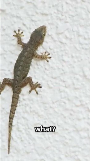 The Secret Life of Mediterranean Geckos