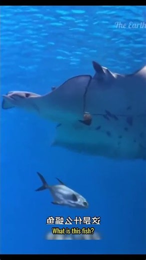 Meet These Unique Batfish & Stingray Species! 🌊 Strange Ocean Creatures #shorts
