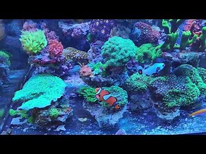 150-Gallon Mixed Reef Tank