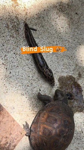 Turtle Splinter Devours Poor Slug's Eyes | Wildlife Feeding Habits