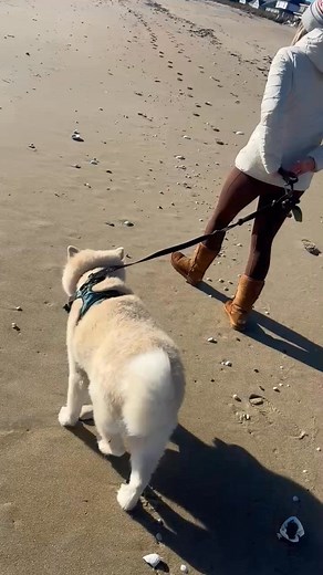 Beautiful Saco Beach, Maine with my amazing Kate and Klover🐕❤️11/1/25 | John Conboy