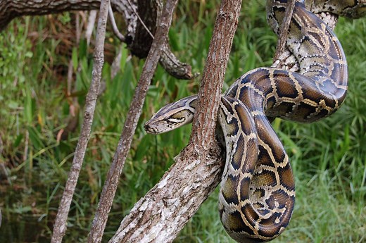 Boa Constrictor vs. Python: How to Tell These Powerful Snakes Apart
