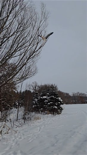 African goose flying