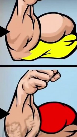 1.4K views · 47 reactions | Different Ways to Do a Biceps Curl #biceps #bicepworkout #bicepcurls #bicepday #triceps #tricepsworkout #tricepexercises #forearmstrength #forearmworkout #viralreels #viralvideo #exercise #fitnesslife #workout #workoutathome #trendingreelsre | Fitness Mantram | Facebook