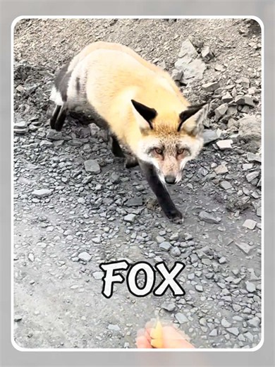 Does this fox bite?#science #usa #popular #fox | nine tailed fox