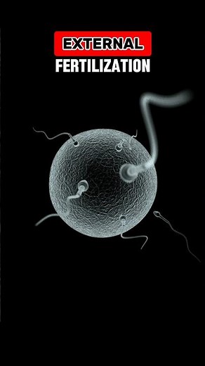EXTERNAL FERTILIZATION #externalfertilization#externalfertilisation | EXPLAIN EXTERNAL FERTILIZATION