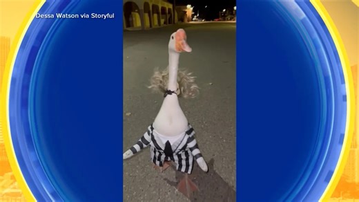 Woman and pet goose dress up in ‘Beetlejuice’-inspired costumes