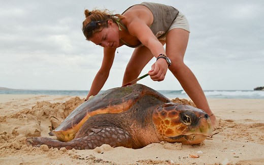 Volunteering in sea turtle conservation on Boa Vista (Cabo Verde) | Turtle Foundation
