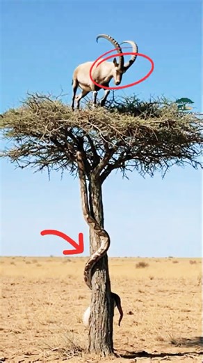The Giant Python Tries to Catch an Antelope in the Trees! #animals #wildlife