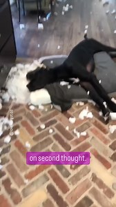 Many sos moments but worth it ❤️ #greatdane #doglovers | LoveMargot