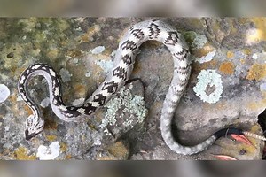 Looking Back on First Rare Black-Tailed Rattlesnake Found in Central Texas County Since 1953