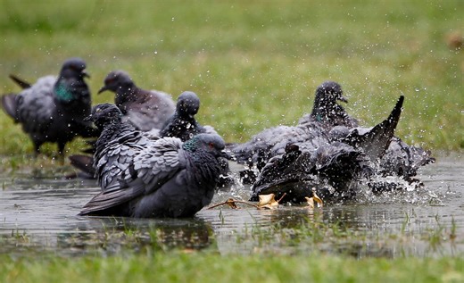 Landscape expert Bob Bertog: Standing water is  bad for your grass