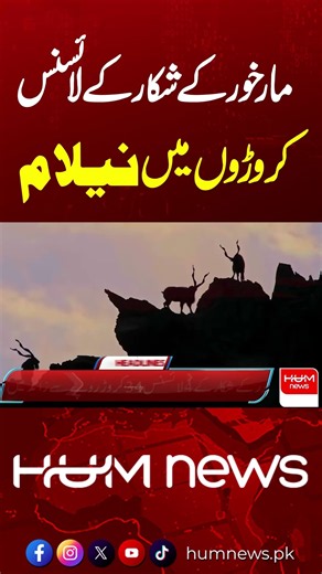 Markhor Hunting Permits Auctioned for Record Rs335 Million in Pakistan | HUM News | Hum News