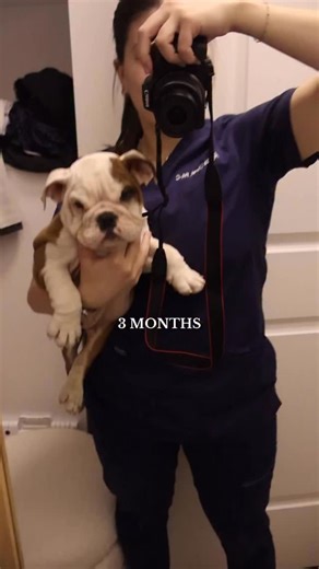 Lyss Llo | ENT PA-C Life + Wellness on Instagram: "I’m not crying. You are. … #englishbulldog #puppygrowing #puppy #bruiserbulldogs #bulldog"