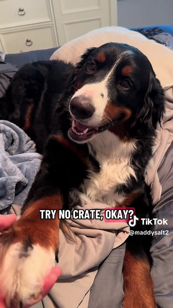 Understanding Bernese Mountain Dog Behavior