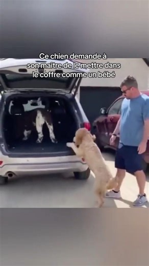 Ce moment animal est irréel #shorts