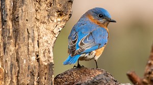 The Types Of Birds You Want In Your Yard - House Digest