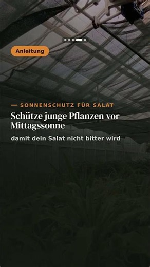 Gemüse im Juli säen: Deine zweite Ernte im Herbst