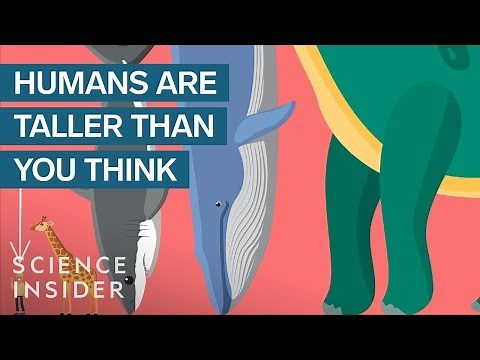 The Tallest Lifeforms Of All Time