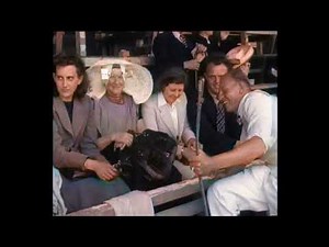 Dutch History: Dutch Draft Horses (1946)