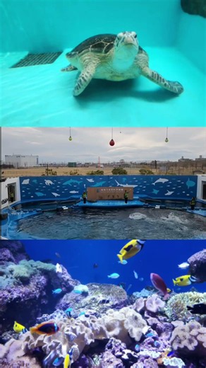 東北最大級 仙台うみの杜水族館 #仙台うみの杜水族館 #東北最大 #水族館 #景色 #風景 #旅行 #shorts #観光 #イルカ #癒し