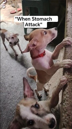 When Stomack Attack..#animals #dogs #dogshorts #shorts #youtubeshorts