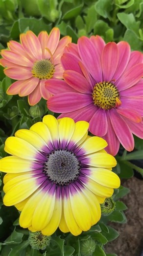 SPRING Garden plants! Head grower Brad says it’s 🏁 GO TIME on so many great plants: 🌱 Here’s a quick list of his “safe to plant” plants even if your temps dip down to 28 F. 🫢 We are just barely starting see a few of these ship out to @walmart and @homedepot stores so keep an eye out if you have seen Olson’s trucks and plants at your store! ***And please remember,