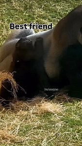 DaAaaayea #Season6 #Ep15 #reel #lol #share #funny #followMEEE #IAmDiamond | Diamond Gladney