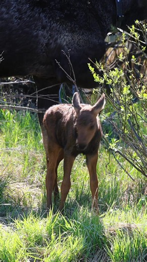 Baby moose with mama in Rocky Mountain National Park
