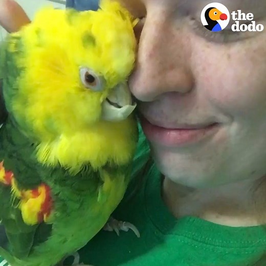 Woman flies across country to adopt a bird she’s never met 💚 | The Dodo