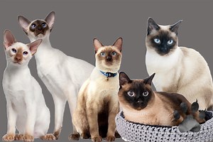 Siamese Cats: 5 Unique Differences You Must Know