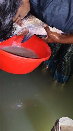 Amazing Bighead Fish Breeding System With Dr. Saiful vai #reels #viral #fishing