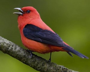 Scarlet tanager - Alchetron, The Free Social Encyclopedia