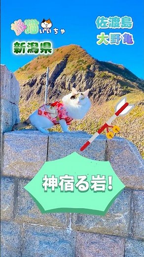 【旅猫いいちゃ♡】新潟県（佐渡島北部 大野亀）の旅