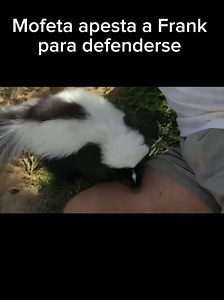 Mofeta apesta a Frank — reacción de Frank frente a mofeta