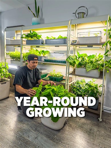 Who said you can’t grow fresh food in the winter? We set up our indoor garden with the Vego Grow Light Garden and honestly… harvesting fresh herbs and greens in January hits different. If you want to grab the same shelves and grow lights we use, check out the Vego Garden link in bio! (code PLANTEDINTHEGARDENVG5% saves you an extra 5% too 👀) #indoorgarden@vego_garden #growyourownfood #sponsored #daily #vegogarden