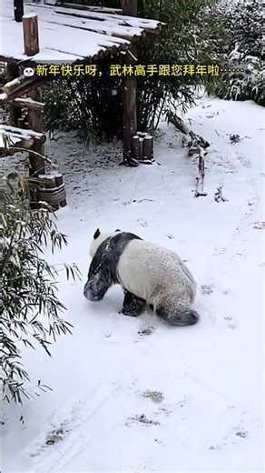 REAL LIFE KUNG FU PANDA! 🐼❄️ Wulin’s Epic Snow Backflip! #Shorts #funny #kungfu SNOW NINJA! 🐼武林🥋