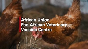 Promoting availability of safe, effective and affordable veterinary vaccines and the control and eradication of animal diseases in Africa | African Union