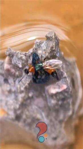 Wing-Folding Insects