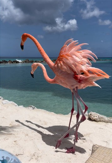 Explore Flamingo Island in Aruba: An Unforgettable Vacation