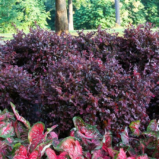 Purple Daydream Loropetalum Shrub: Dwarf Evergreen - Southern Living - Etsy