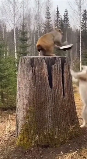 Stump Siege: A Monkey's Percussive Defense