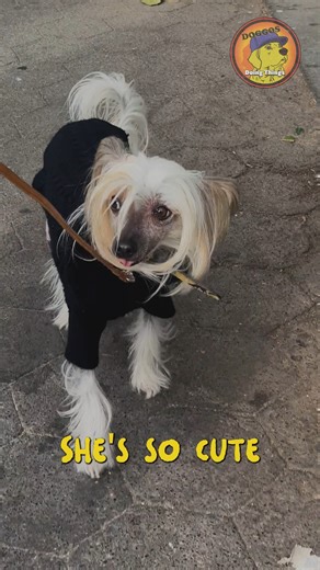 Yoja runs these streets🗽🐀 | Animals Doing Things