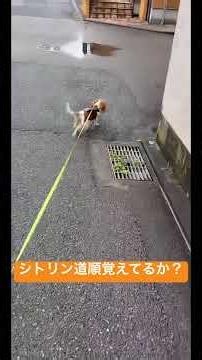 シトリン帰り道覚えてるか検証 #キャバリアキングチャールズスパニエル