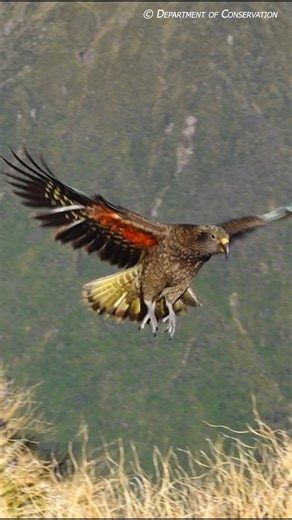 1 in 3 parrot species are at risk of extinction — but today, we’re spotlighting the people making sure that doesn’t happen. 🦜🌏 This #WorldParrotDay, we’re proud to kick off celebrations in New Zealand, where the day has already begun and where incredible work is underway to protect one of the world’s most charismatic parrots: the Kea. Hear from Kerry Weston, speaking on behalf of the Department of Conservation and Kea Conservation Trust, about how conservation teams are tackling threats like l