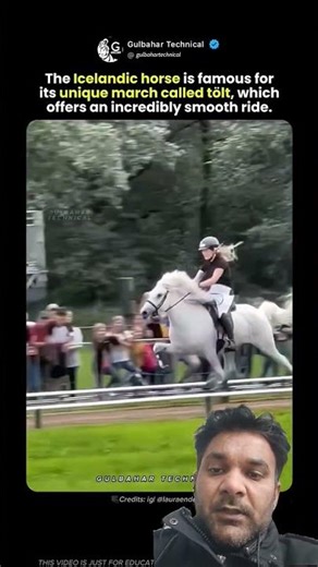 The Horse That Glides Like It's Floating Iceland's Tölt