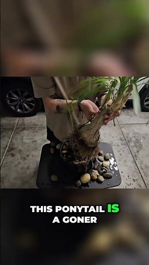 Saving My Ponytail Palm: Tree Disease Treatment!