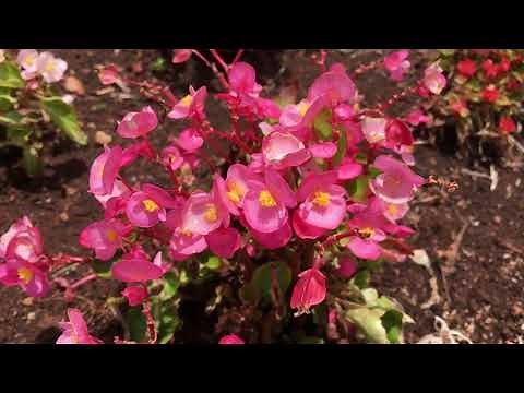 Begonia semperflorens